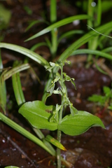 Neottia convallarioides