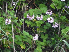 Pelargonium zonale