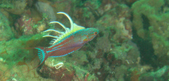 Paracheilinus cyaneus