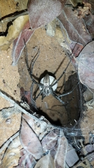 Euprosthenops