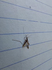 Anopheles punctipennis