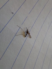 Anopheles punctipennis