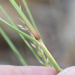 Blepharoneuron tricholepis