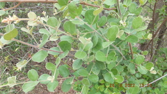 Combretum hereroense hereroense