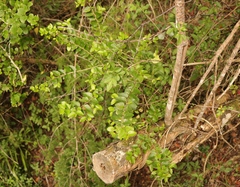 Dovyalis rhamnoides