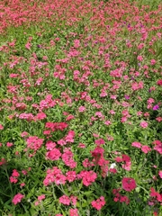 Glandularia peruviana