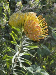 Leucospermum erubescens
