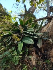 Trichocentrum pumilum