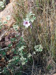 Malva subovata