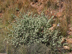 Malva subovata