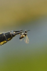 Simuliidae