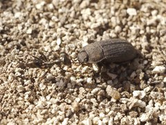 Cataglyphis aenescens