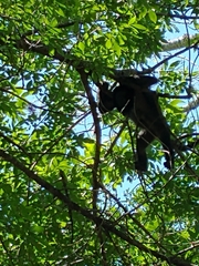 Alouatta caraya