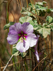 Malva subovata