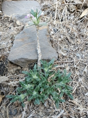 Ajuga iva