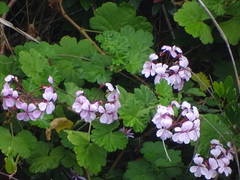Pelargonium zonale