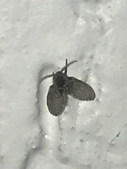 Psychodinae