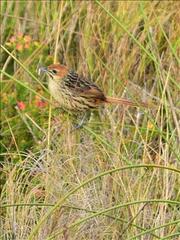 Sphenoeacus afer afer