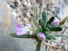 Ajuga iva