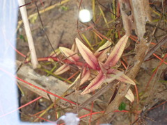 Veronica scutellata