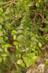 Dovyalis rhamnoides
