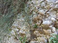 Ephedra foeminea