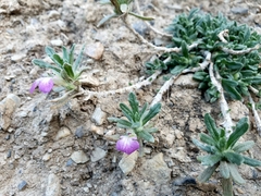 Ajuga iva
