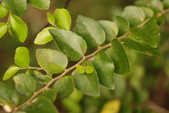 Dovyalis rhamnoides