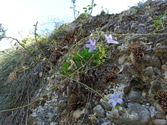 Campanula