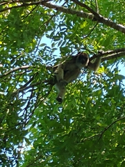 Alouatta caraya