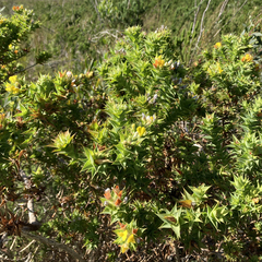 Aspalathus cordata