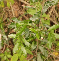 Ochna arborea