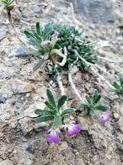 Ajuga iva