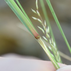 Blepharoneuron tricholepis