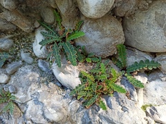 Asplenium ceterach