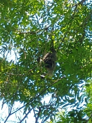 Alouatta caraya