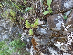 Sedum