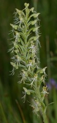 Platanthera lacera