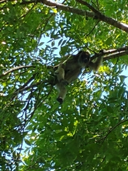 Alouatta caraya