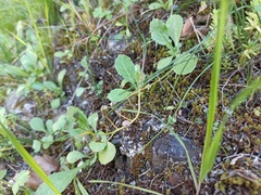 Angiospermae