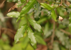 Ochna arborea