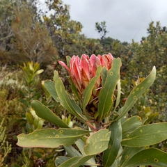 Protea obtusifolia
