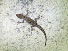 Mediodactylus kotschyi