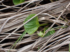 Viola palustris