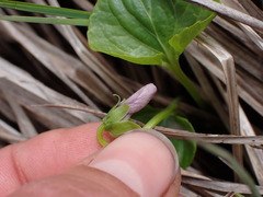 Viola palustris
