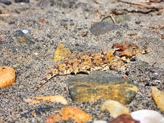 Phrynosoma blainvillii