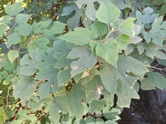 Broussonetia papyrifera