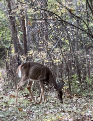 Odocoileus virginianus macrourus