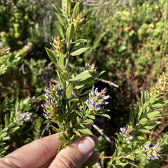 Psoralea bracteolata