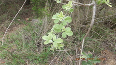 Vitex obovata